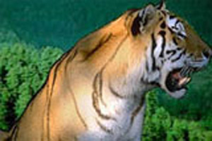 sukla phant -tiger